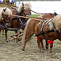 Shetland _Pony_G3_4a1(2)